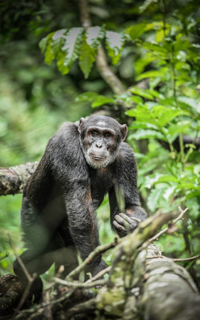 23 Chimpanzee KYA 8 SG13 - Ganders Travel