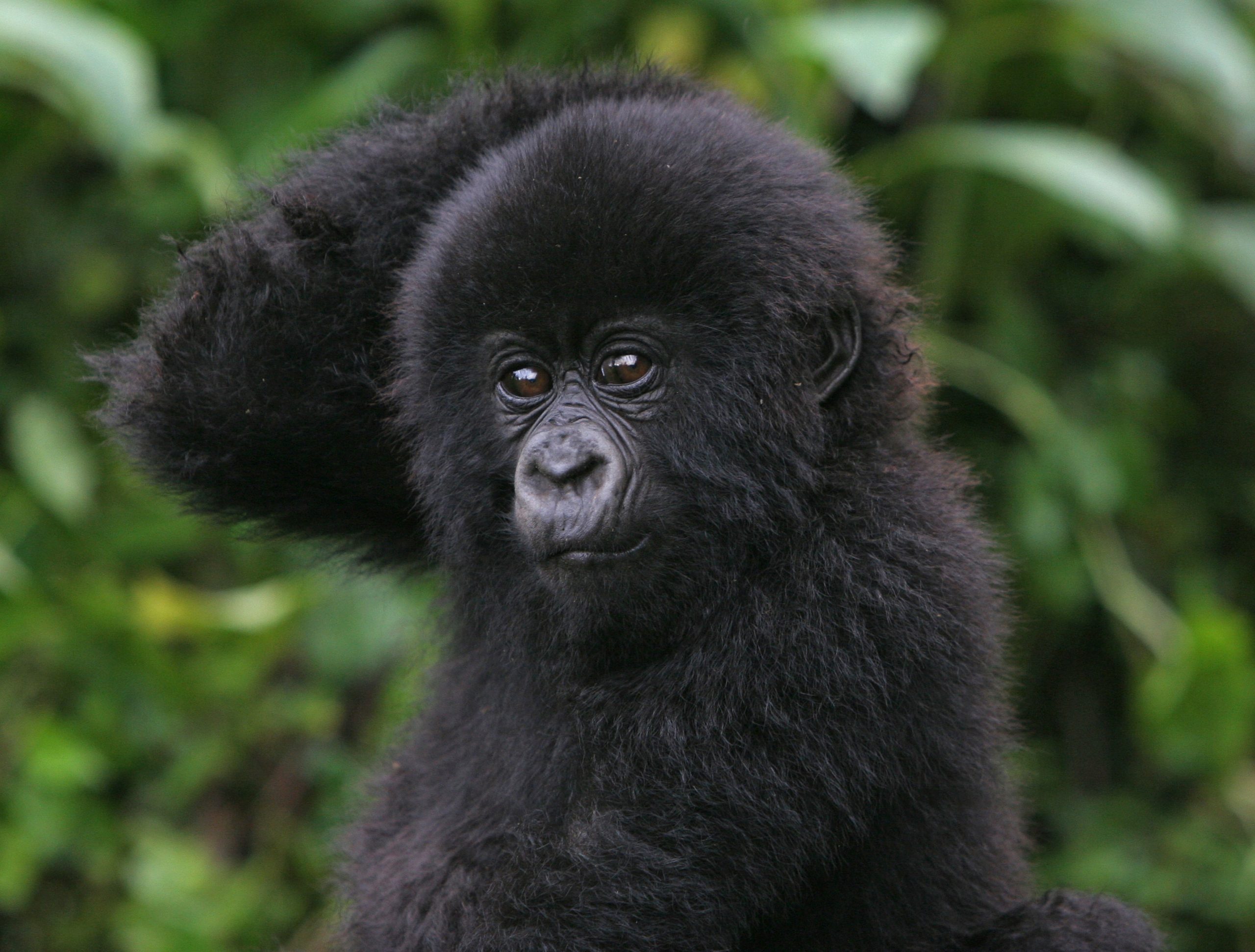 Gorilla tracking