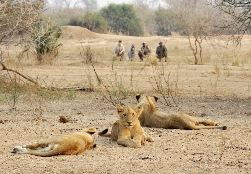 CHIAWA SAFARIS Walking safari lion cub sighting - Ganders Travel