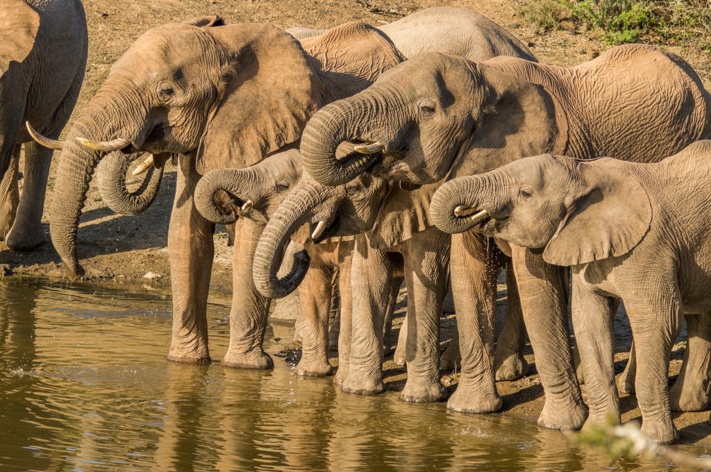KWANDWE PRIVATE GAME RESERVE Elephants drinking - Ganders Travel