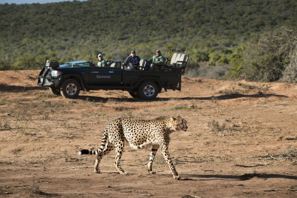 KWANDWE PRIVATE GAME RESERVE Game drive cheetah sighting - Ganders Travel