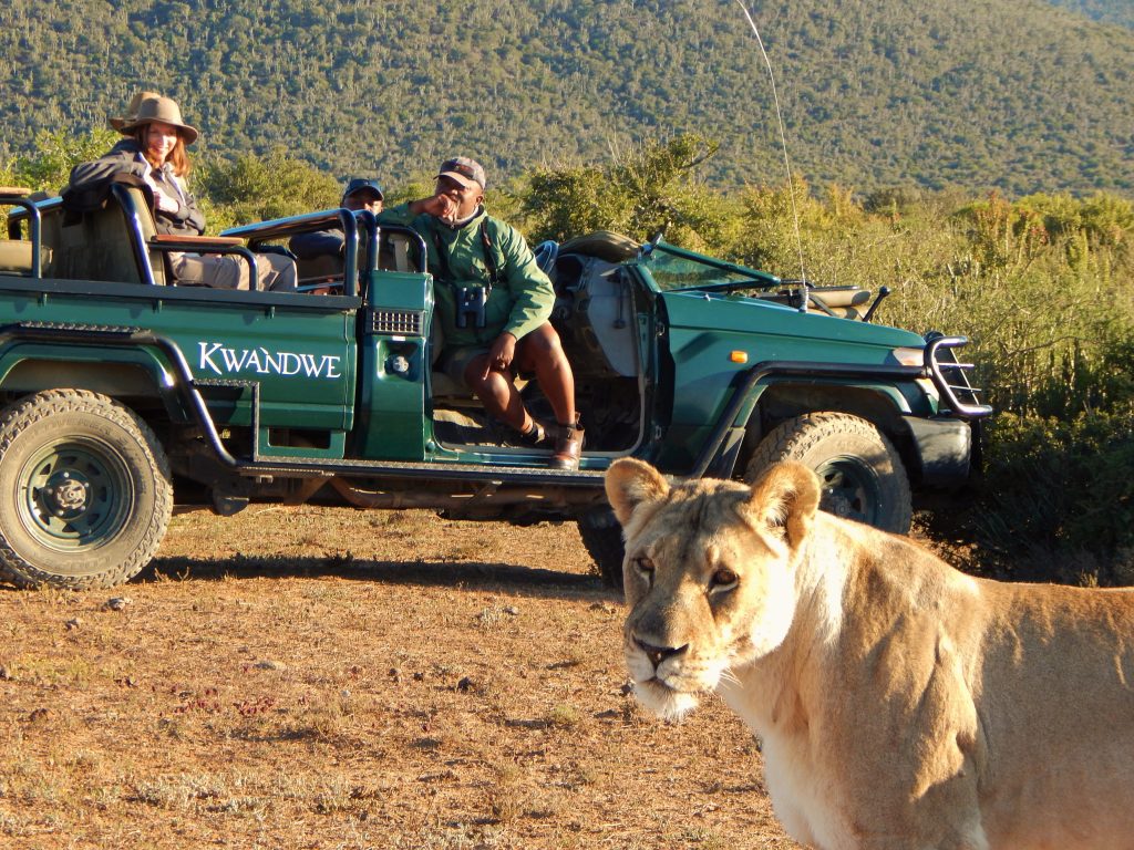 KWANDWE PRIVATE GAME RESERVE Guests sit on a game vehicle and watch a lion - Ganders Travel