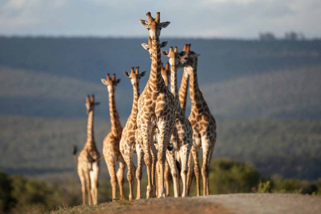 KWANDWE PRIVATE GAME RESERVE Journey of Giraffe 1 - Ganders Travel