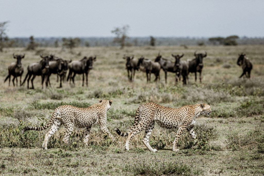 LEGENDARY EXPEDITIONS Cheetah hunting - Ganders Travel
