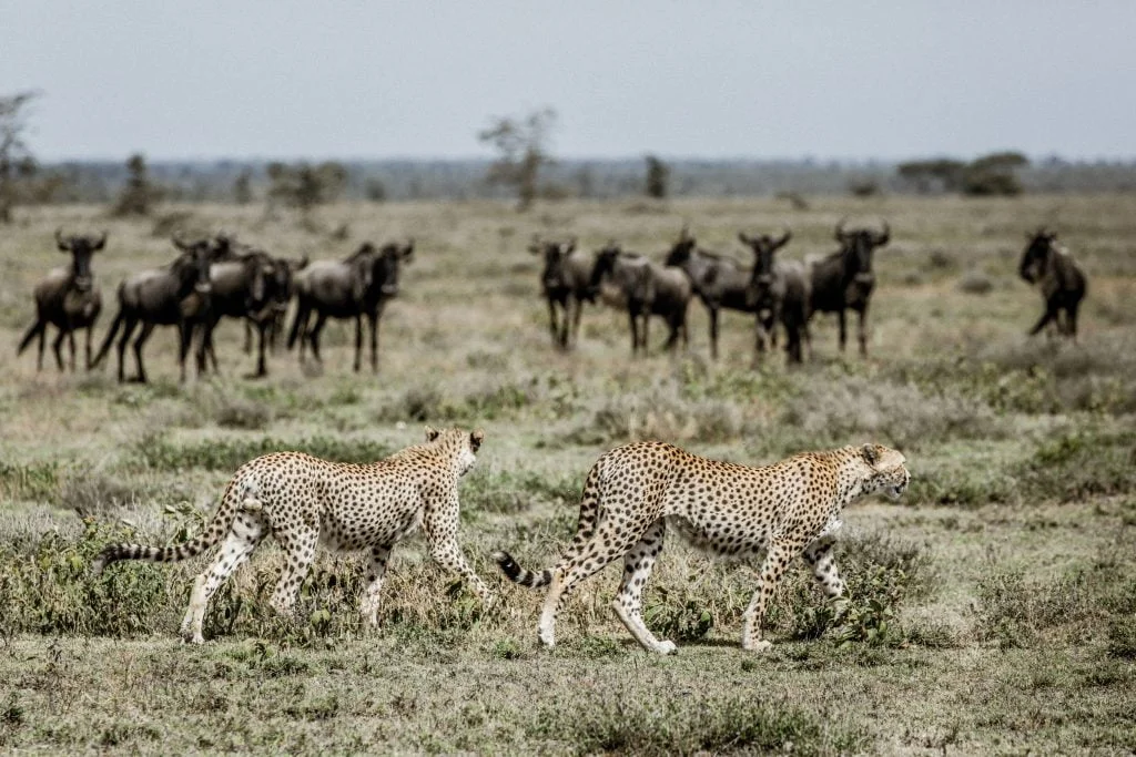 LEGENDARY EXPEDITIONS Cheetah hunting - Ganders Travel