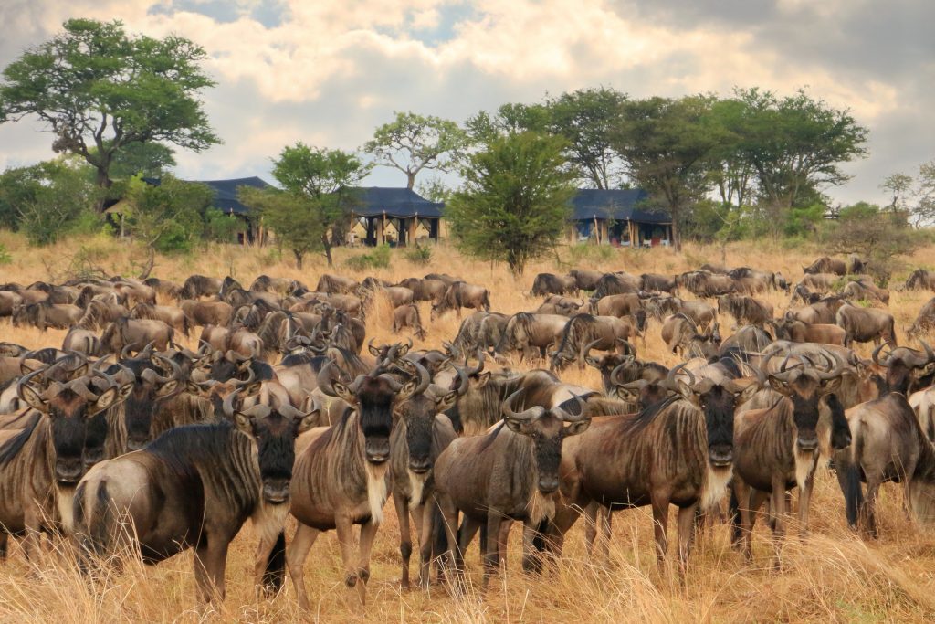 LEGENDARY EXPEDITIONS Songa Tented Camp Wildebeest in front of camp - Ganders Travel
