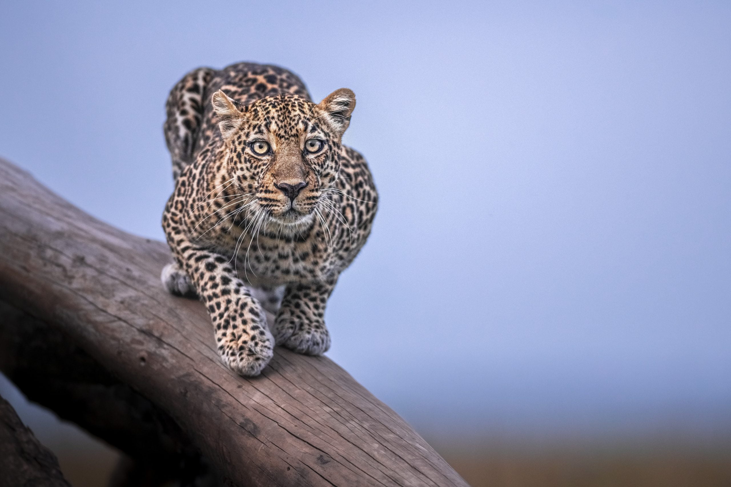 Leopard 2 FR scaled - Ganders Travel