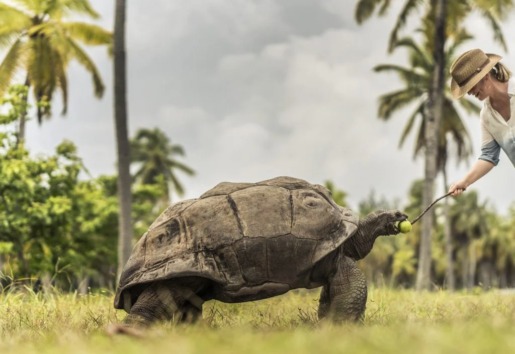 Masons Travel FS Desroches Tortoise Sanctuary - Ganders Travel