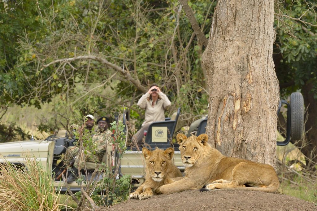 Solo Travel CHIAWA SAFARIS Game drive lion cub sighting - Ganders Travel
