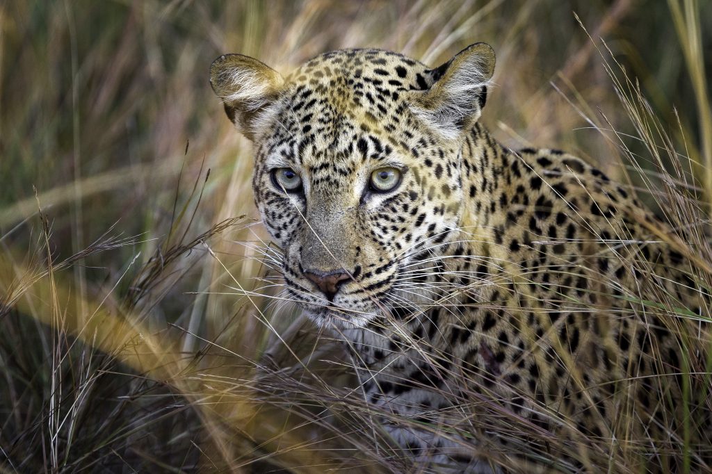 THE BUSHCAMP COMPANY Leopard on the hunt - Ganders Travel