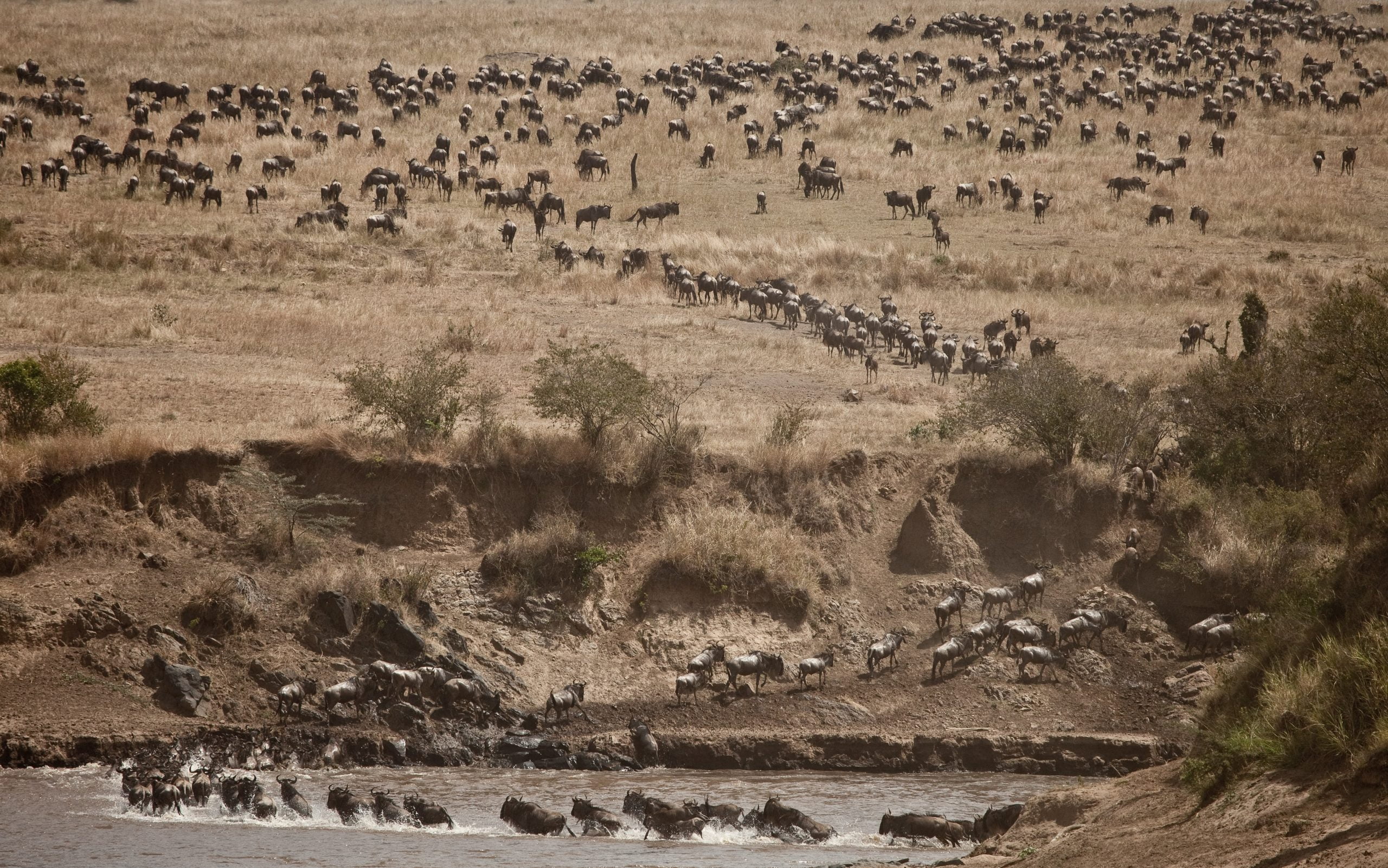 THE SAFARI COLLECTION Salas Camp Wildebeest rushing in scaled - Ganders Travel