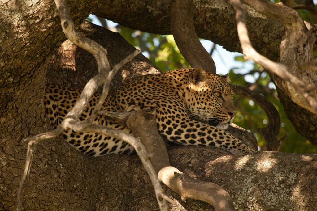 THE SAFARI COLLECTION Solio Lodge Lazy leopard - Ganders Travel