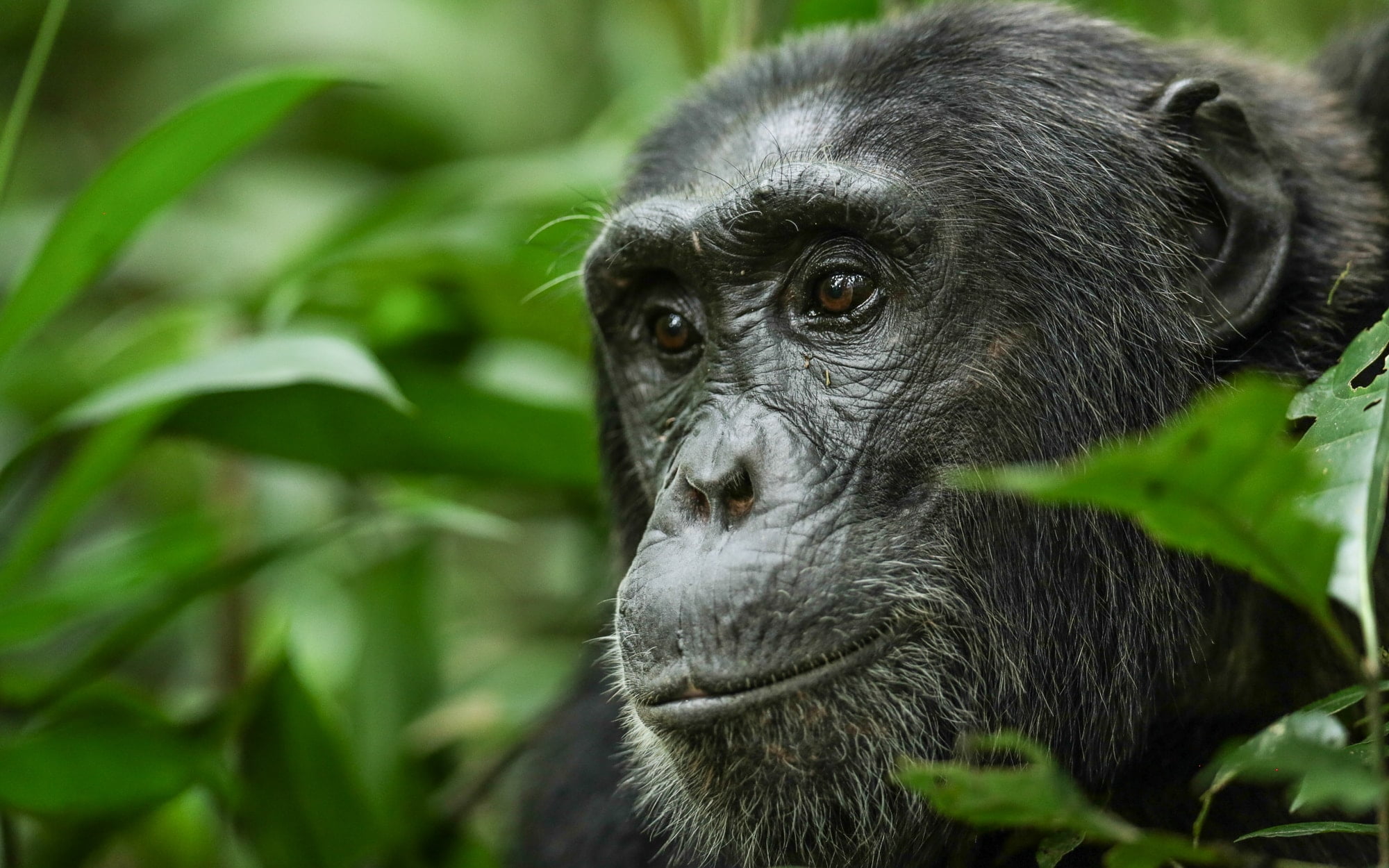 THUMBNAIL Primate Safaris Chimp - Ganders Travel