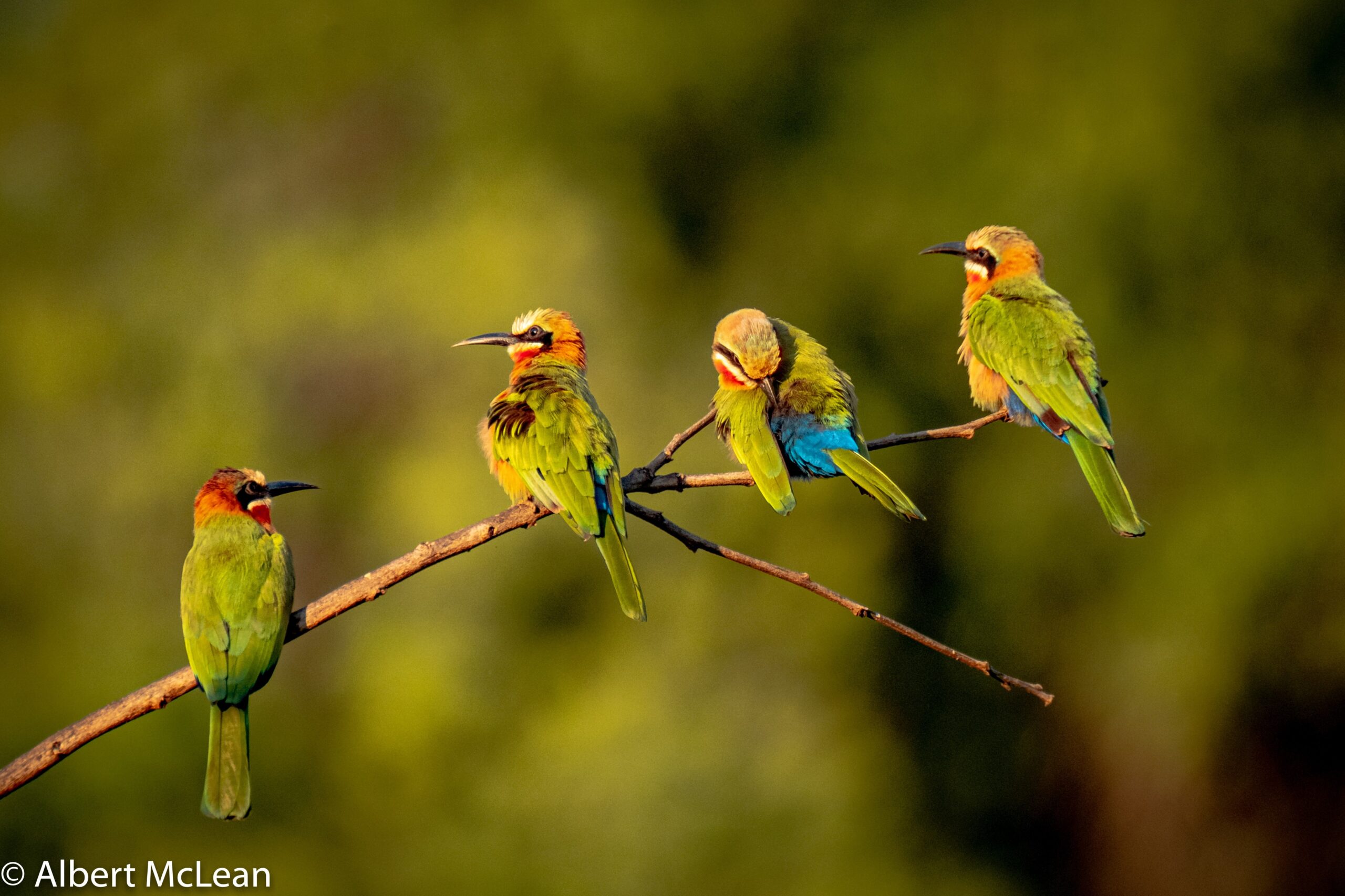 THUMBNAIL SOLO Travel AFRICA Pafuri White fronted bee eaters scaled - Ganders Travel
