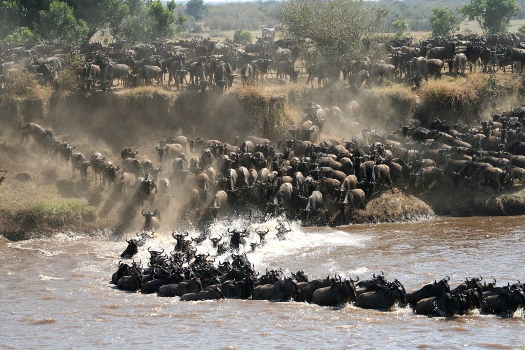 THUMBNAIL Wildebeest Migration LamaiSerengeti28 - Ganders Travel