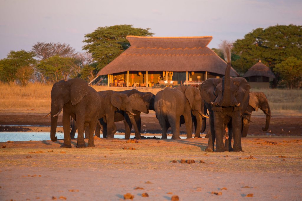 WILD EXPEDITIONS Camp Hwange Elephants in front of camp Dave Carson - Ganders Travel