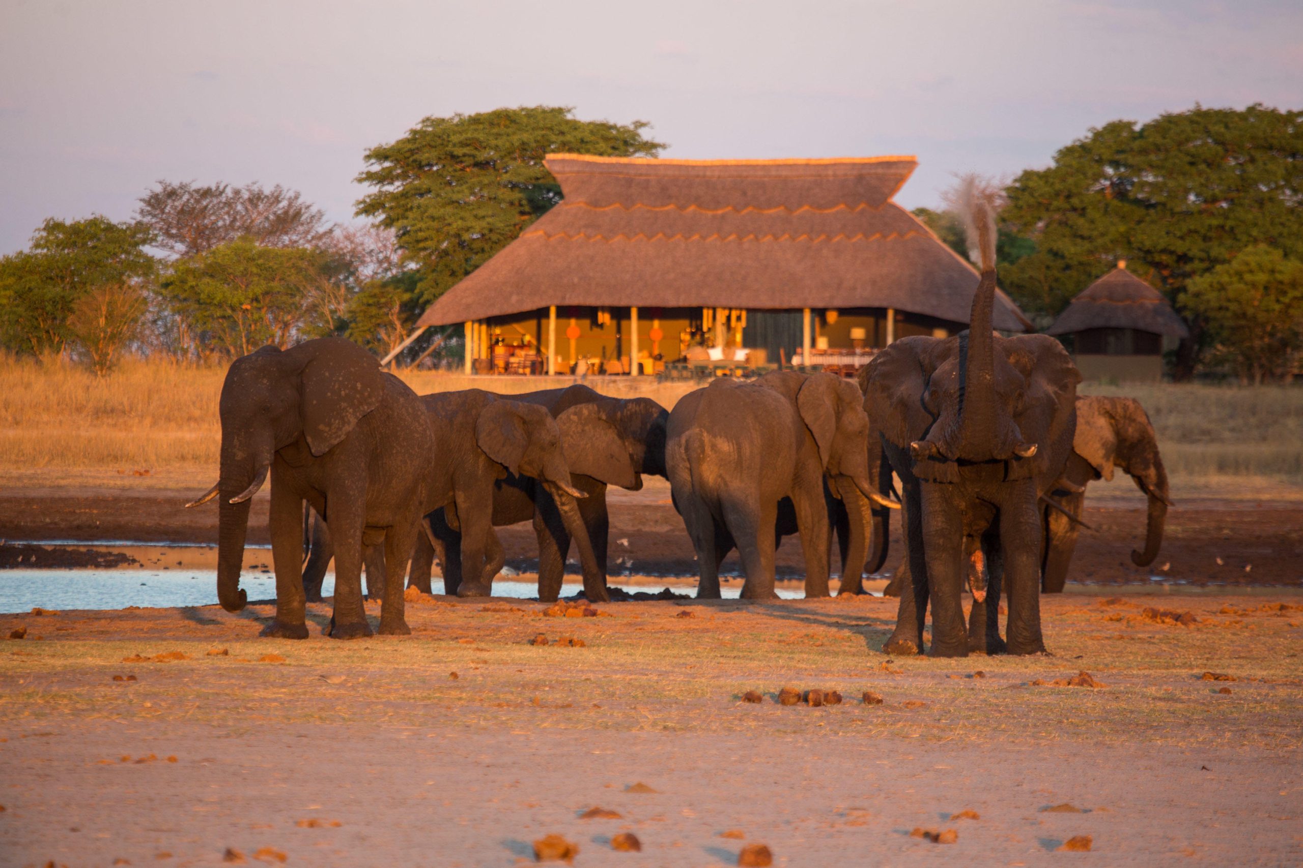 WILD EXPEDITIONS Camp Hwange Elephants in front of camp Dave Carson scaled - Ganders Travel