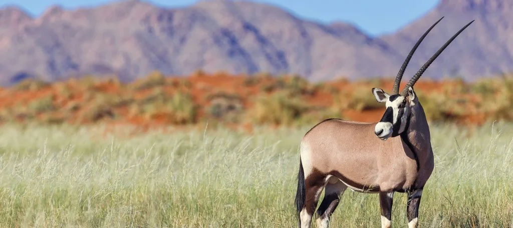 WOLWEDANS COLLECTION A species thriving in the harshest of conditions - Ganders Travel