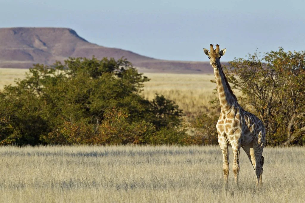 Wilderness Desert Rhino Camp 15 - Ganders Travel
