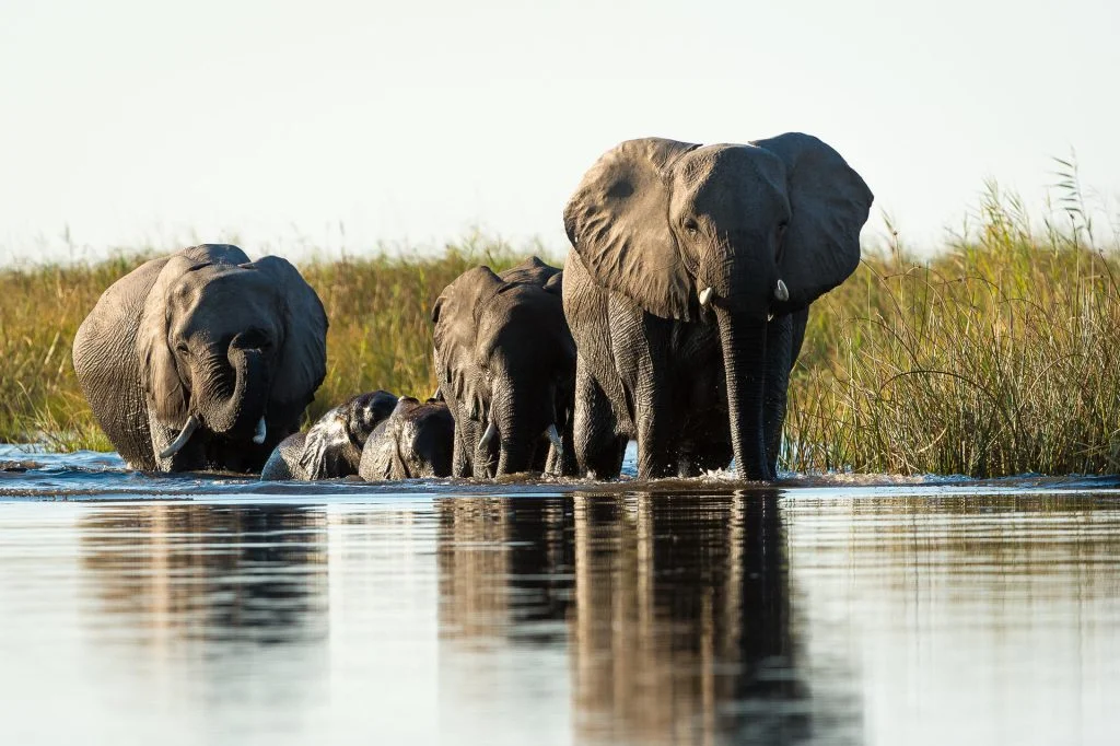 Wilderness Linyanti Tented Camp_4 Wilderness Linyanti Tented Camp 4 - Ganders Travel