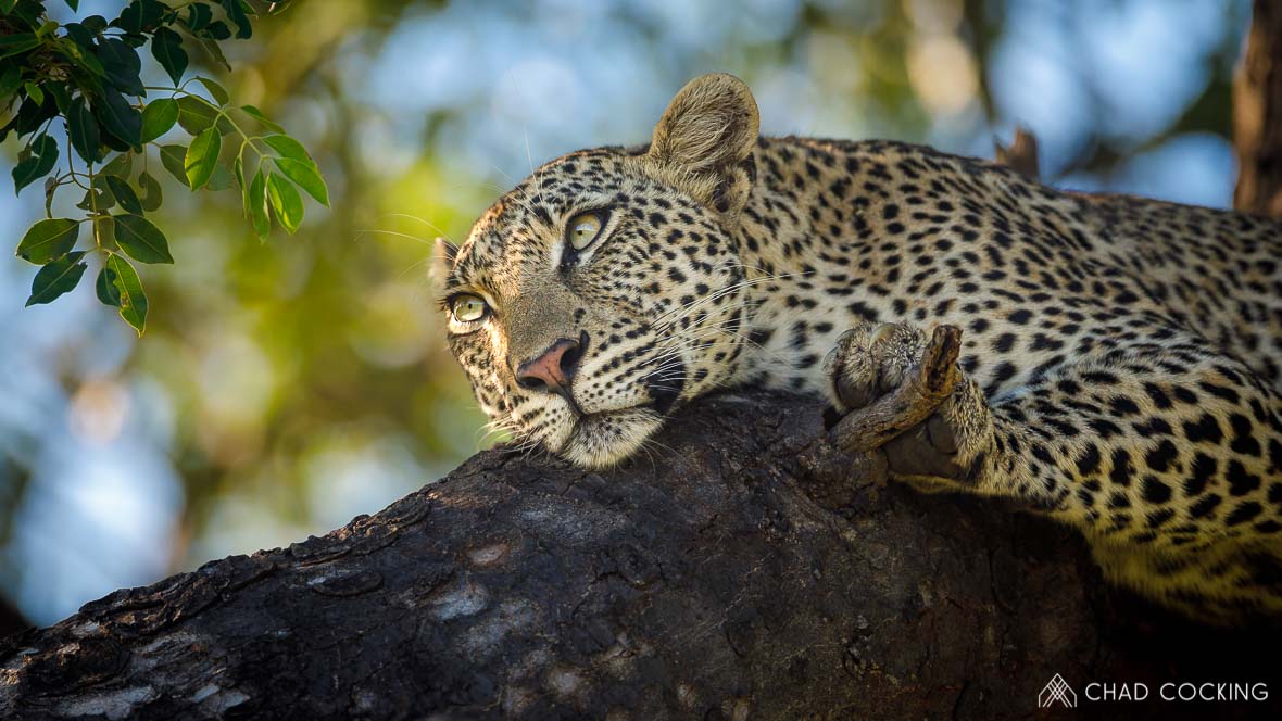 Blog Southern Africa TANDA TULA Xigodo male leopard 1 - Ganders Travel