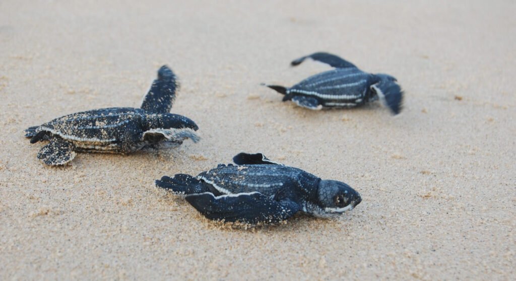 ThongaBeach HomePage Turtle hatchlings - Ganders Travel