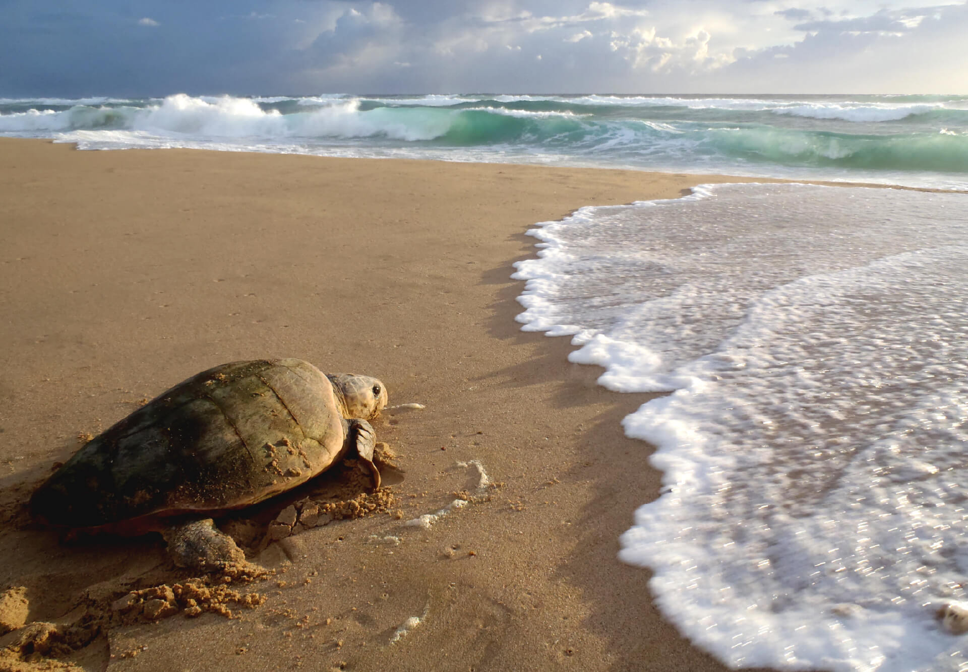 ThongaBeach HomePage Turtle - Ganders Travel