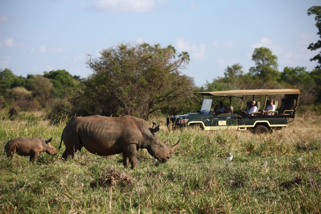 Wildlife viewing - rhino, Elsa's Kopje, Meru