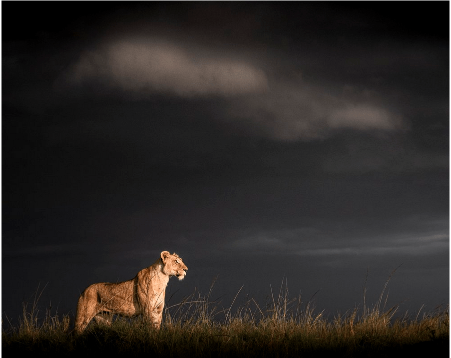 Lion - Ganders Travel