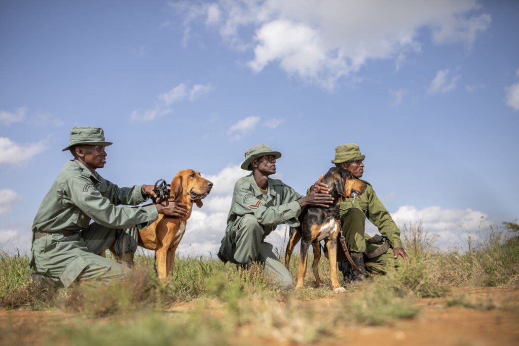Anti poaching wildlife protection dogs, Lewa