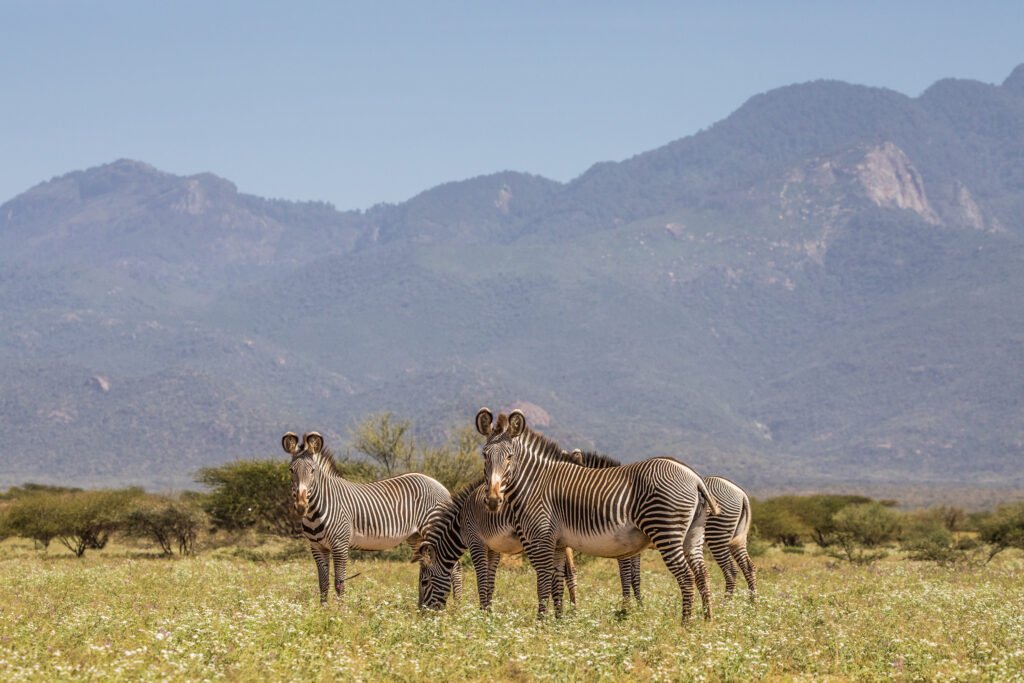 Wildlife in Samburu National Park