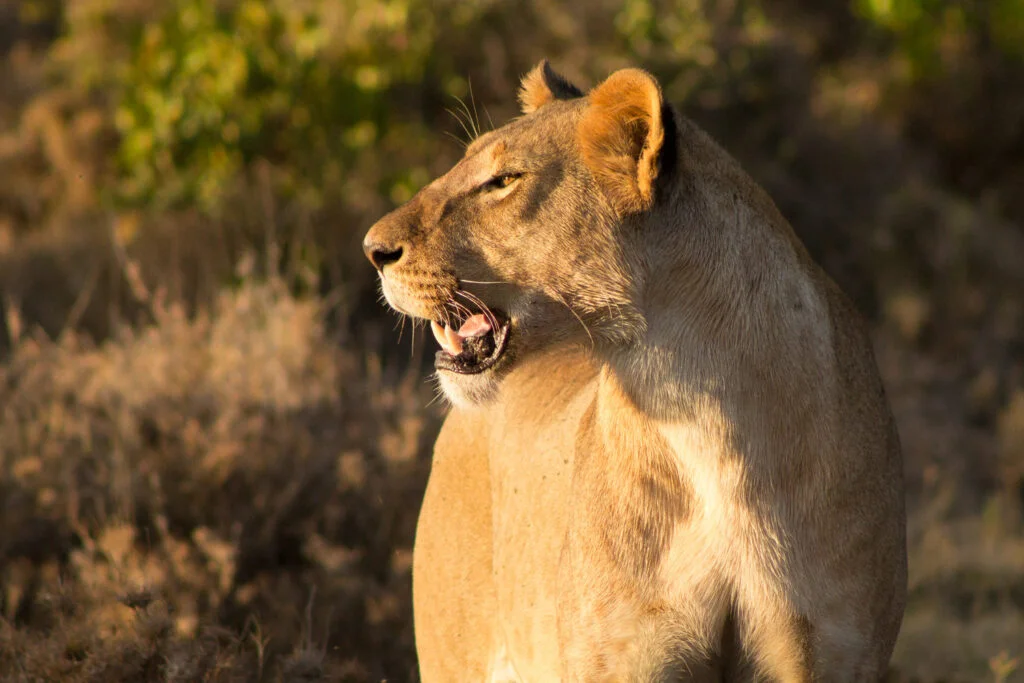 Wildlife at Ol Pejeta Safari Cottages