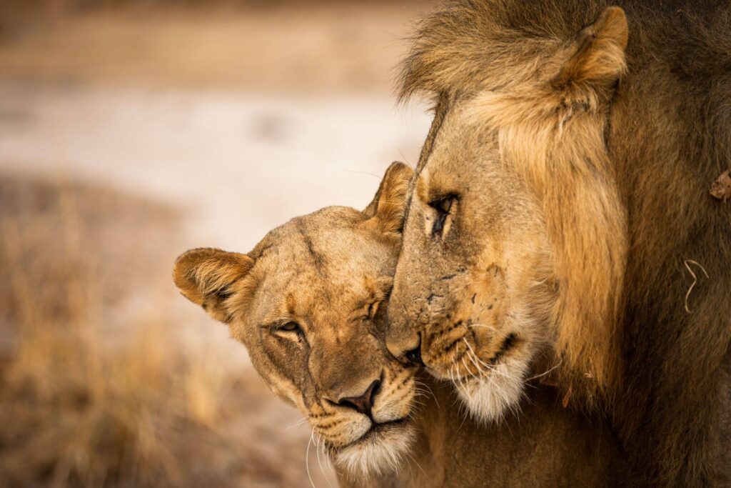 Lions in the South Luangwa
