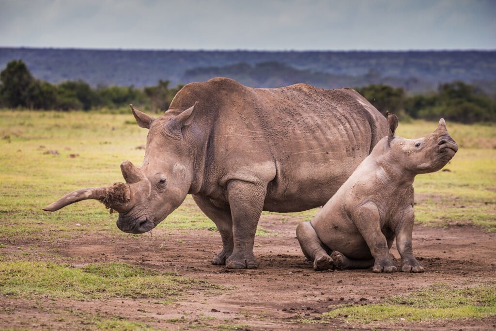 10 Top Tips when Planning the perfect safari