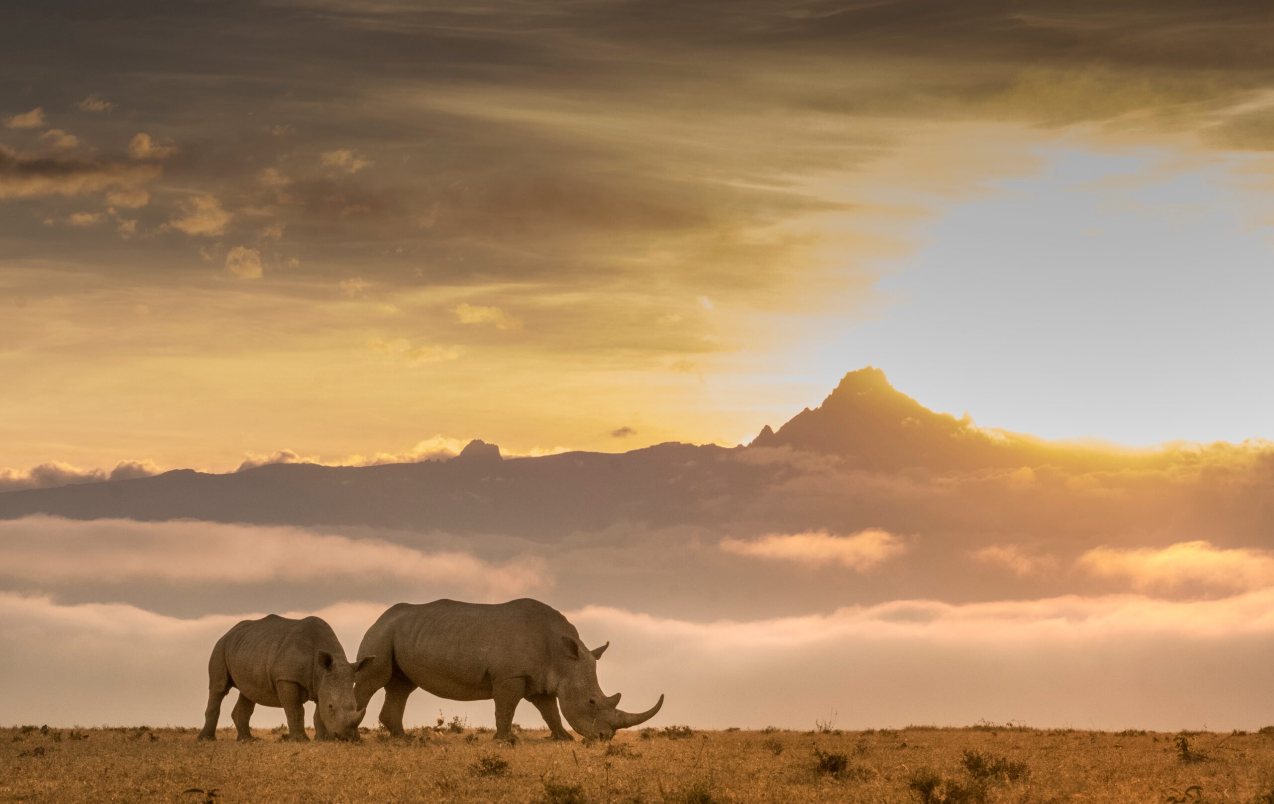 Rhino at sunset, wildlife viewing at Solio Lodge, Kenya