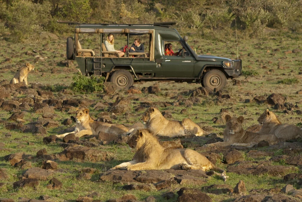 Wildlife viewing at Offbeat Mara, Masai Mara