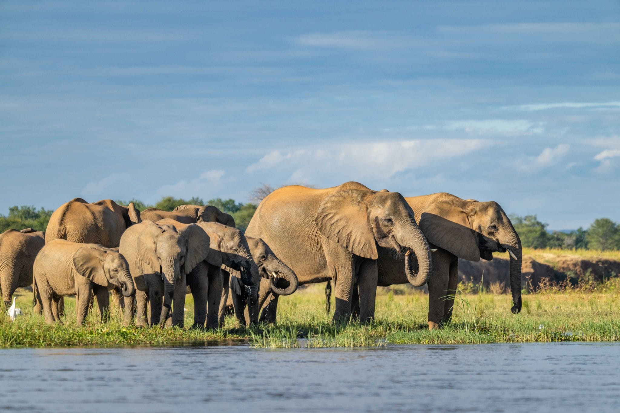 Elephants drinking, Lower Zambezi, Zambia