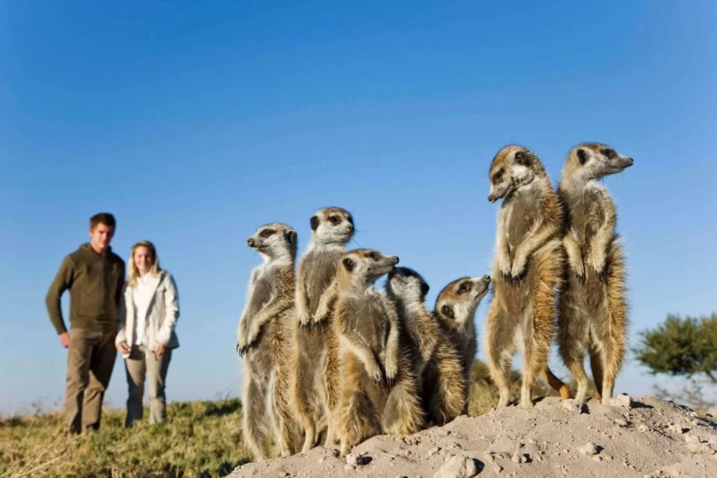 16 Meerkat Experience 3 scaled e1613859259158 - Ganders Travel