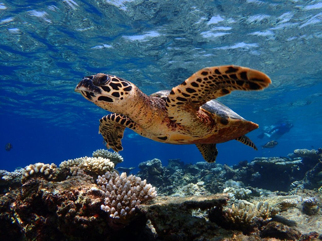 Baros Maldives Housereef turtles - Ganders Travel