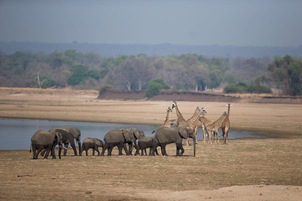 Gavin Opie Safaris Luangwa Elephants Giraffe 2 - Ganders Travel