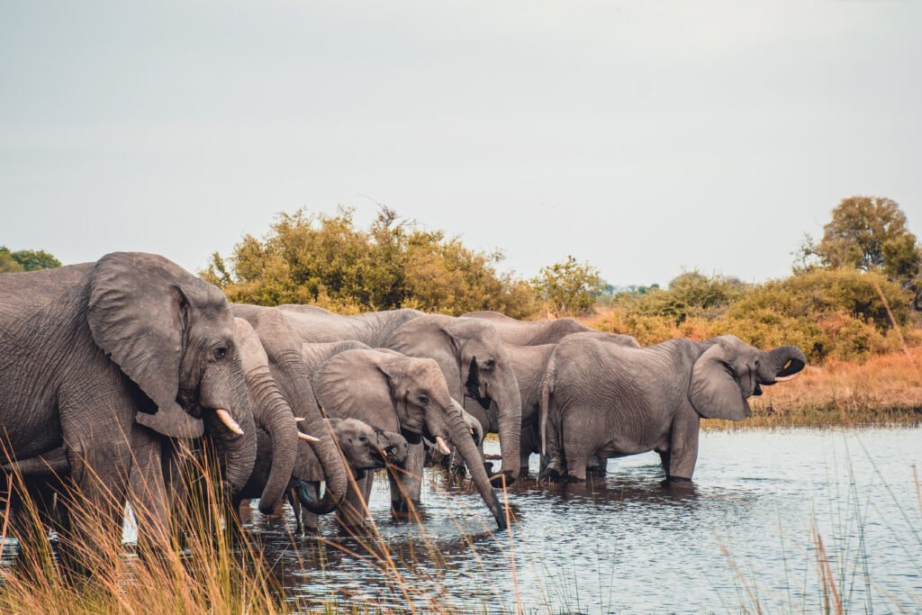Hosted Botswana Safari with Felix Rome