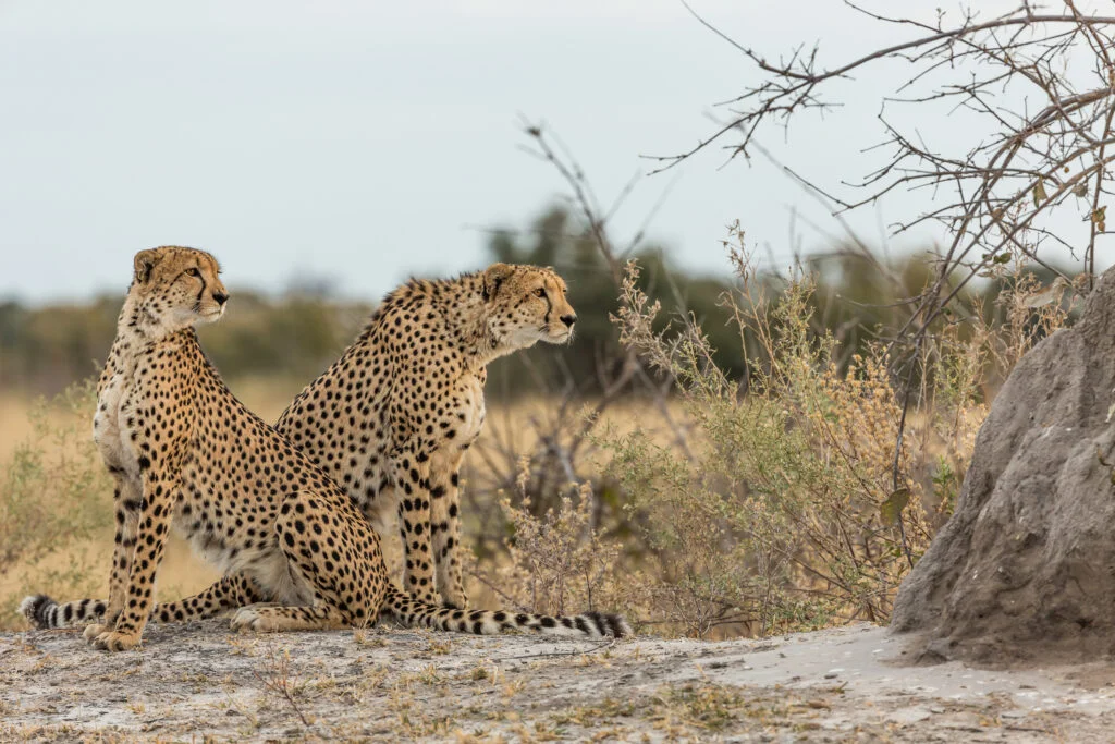 Hosted Botswana Safari with Felix Rome