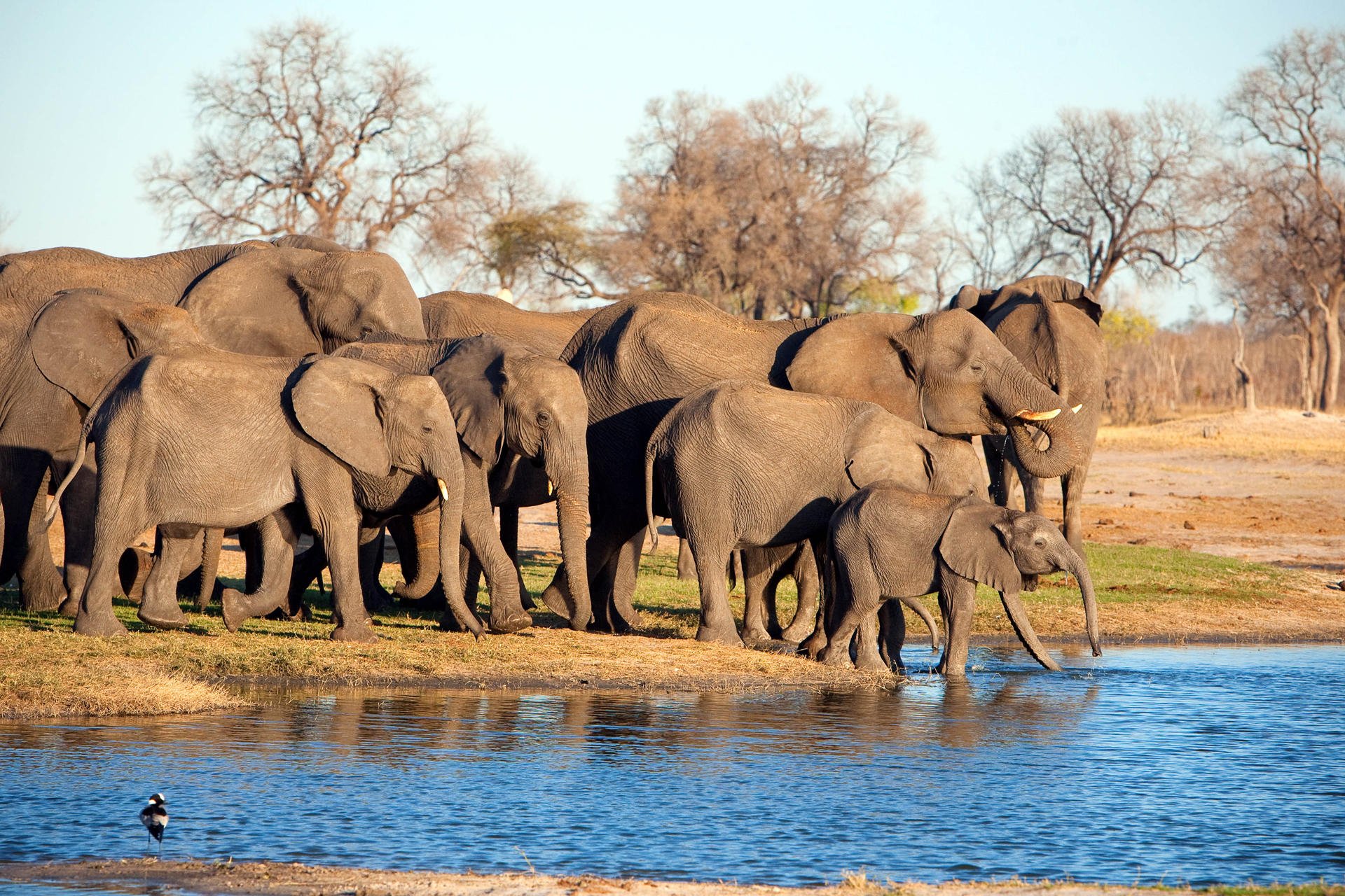 Elephants : 6 of the Best National Parks