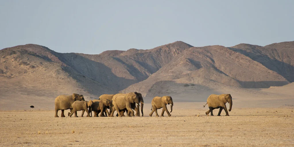 Wilderness Safaris Damaraland Camp 103 2 - Ganders Travel