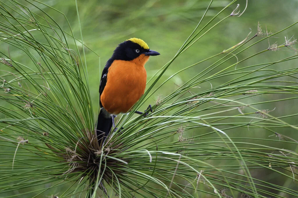 The Beauty of Birds in East and Southern Africa