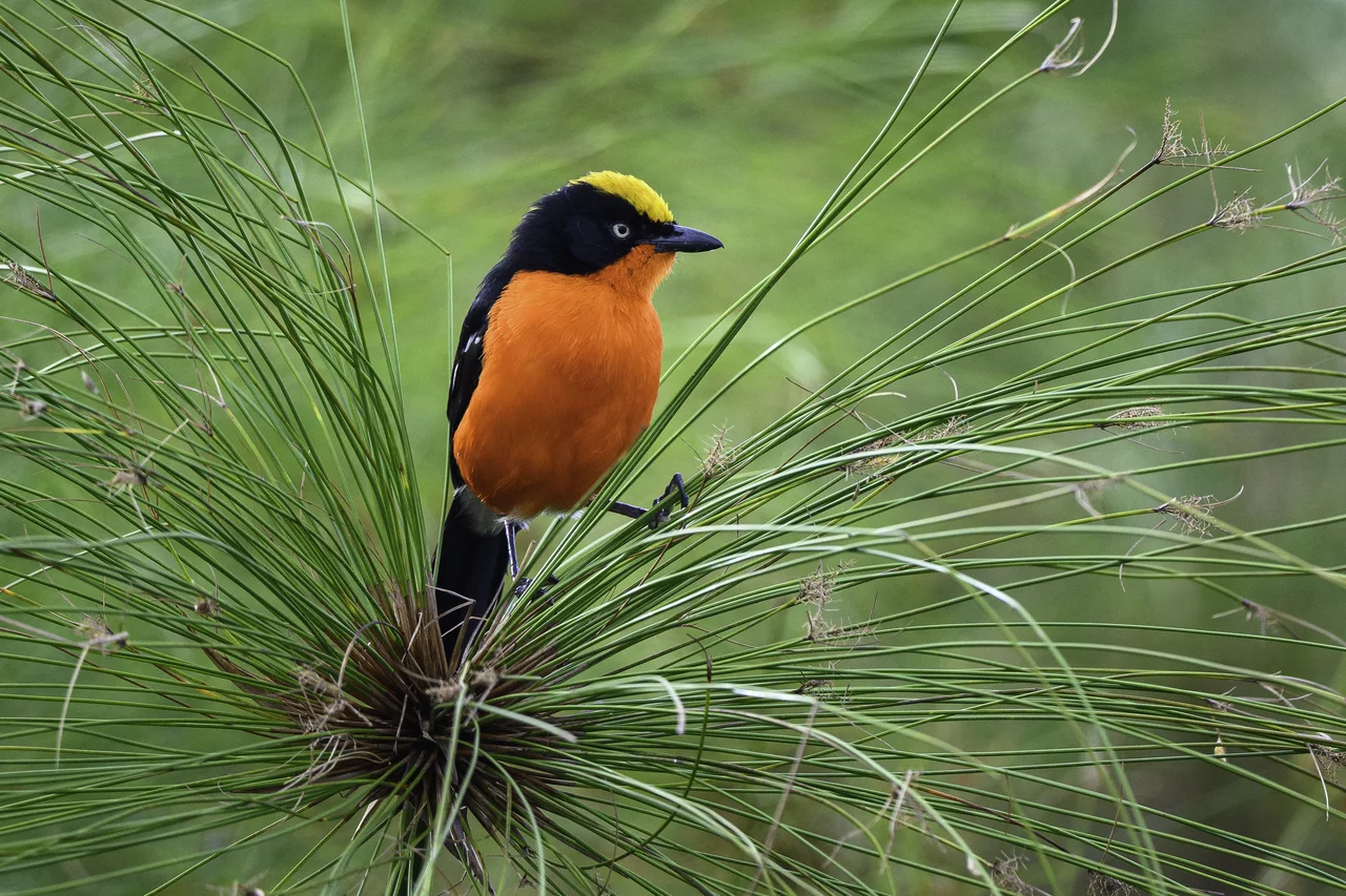 The Beauty of Birds in East and Southern Africa