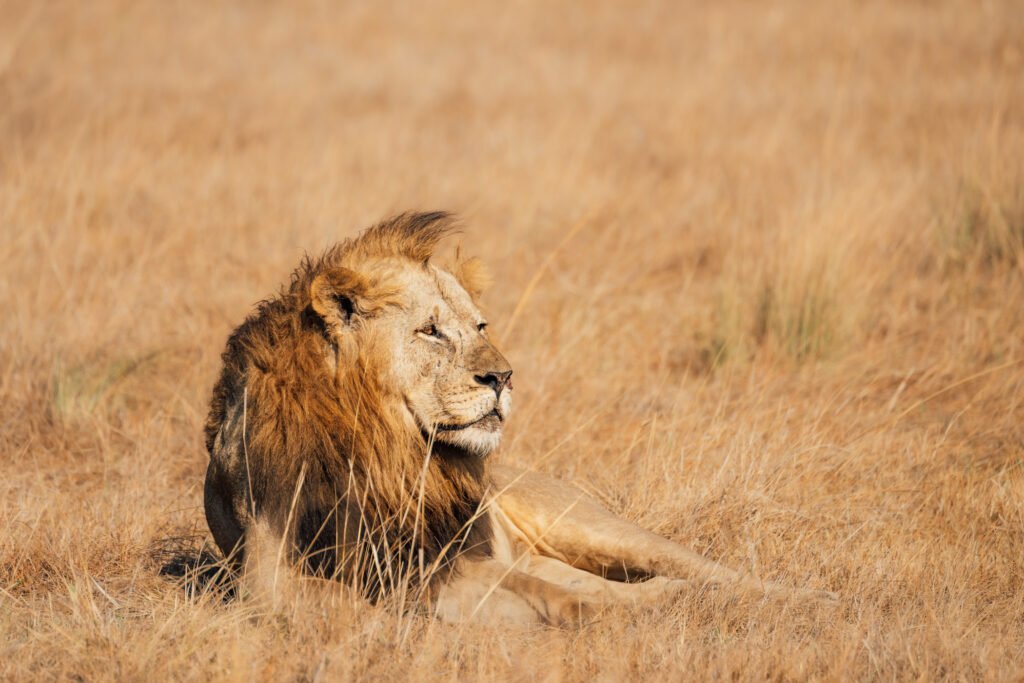 2023 07 ntemwa busanga plains kafue classic zambia by marion payr 189 - Ganders Travel