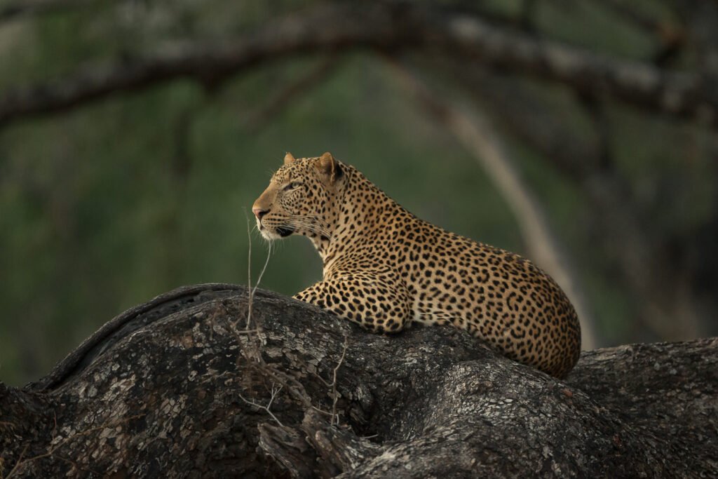 10 Top Tips when Planning the Perfect Safari