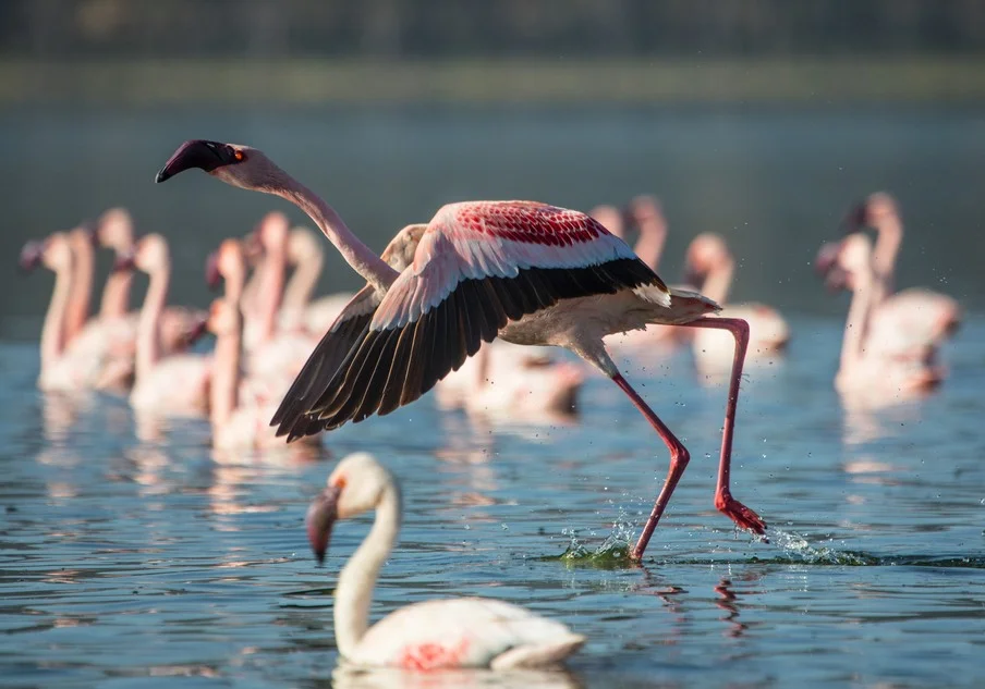 The Beauty of birds in East and Southern Africa