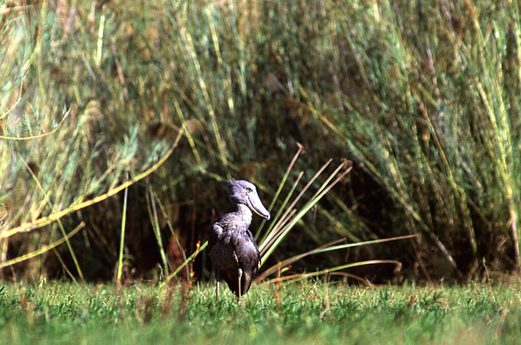 Sitting Shoebill - Ganders Travel